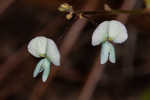 Sand ticktrefoil 